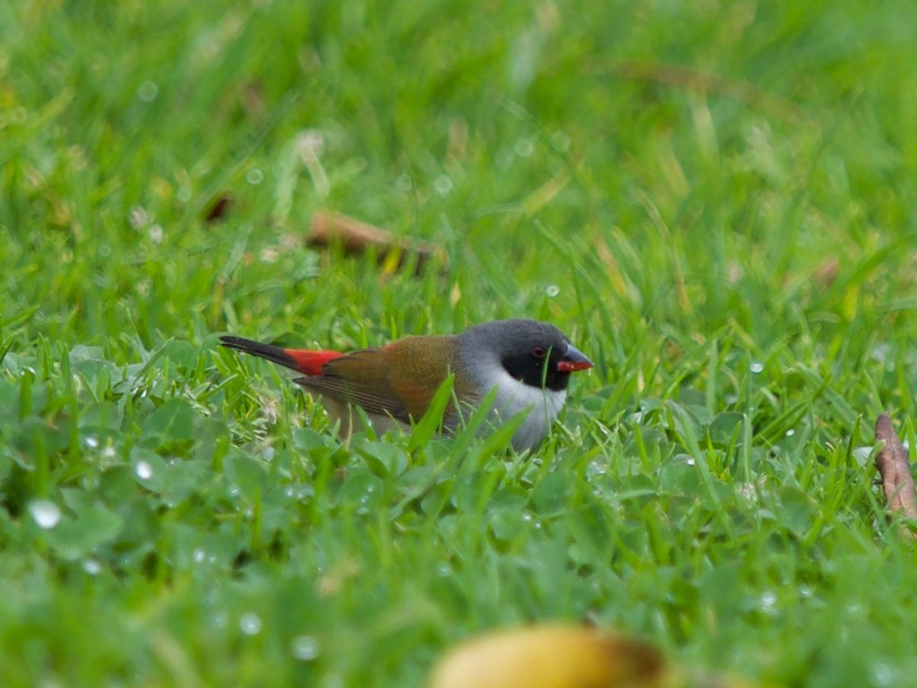 Swee Waxbill - Geoff Lim