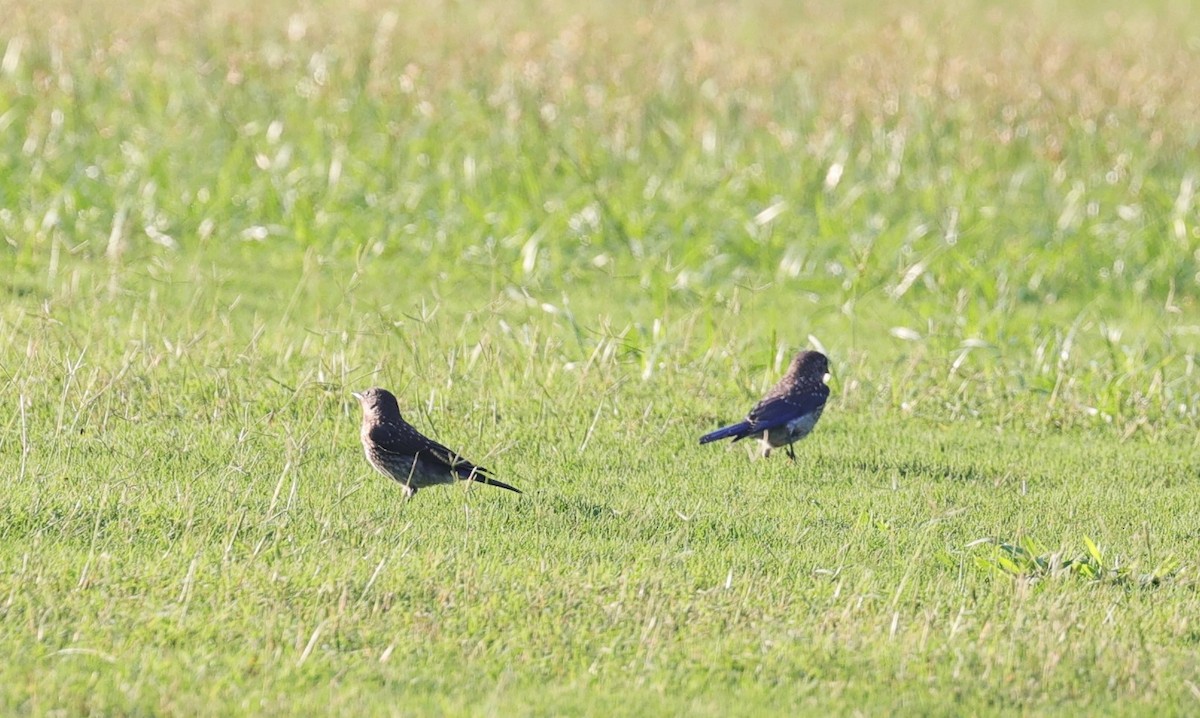 Eastern Bluebird - ML619872342