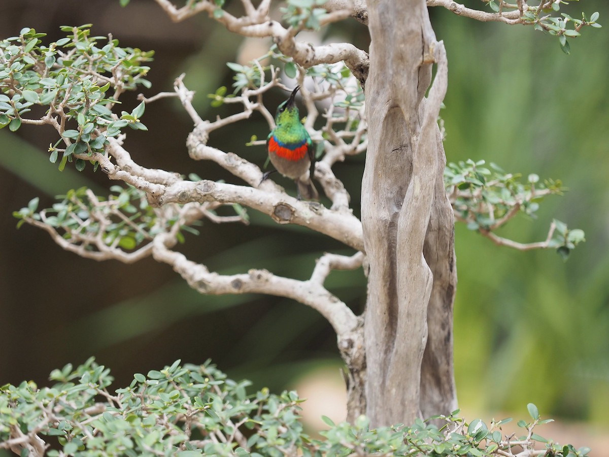 Southern Double-collared Sunbird - ML619872349