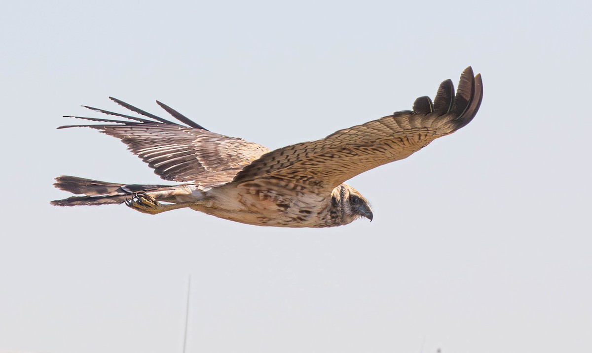 Spotted Harrier - ML619872353