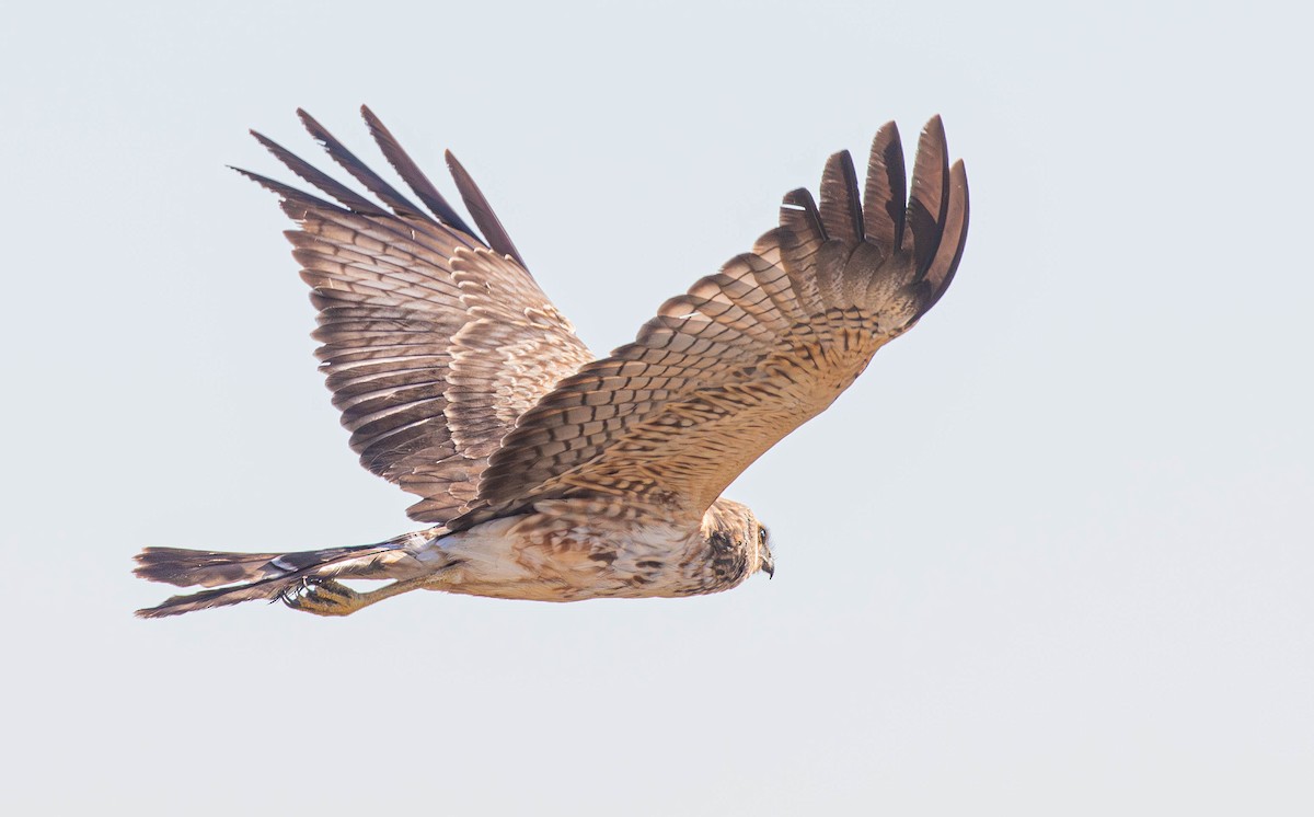 Spotted Harrier - ML619872354