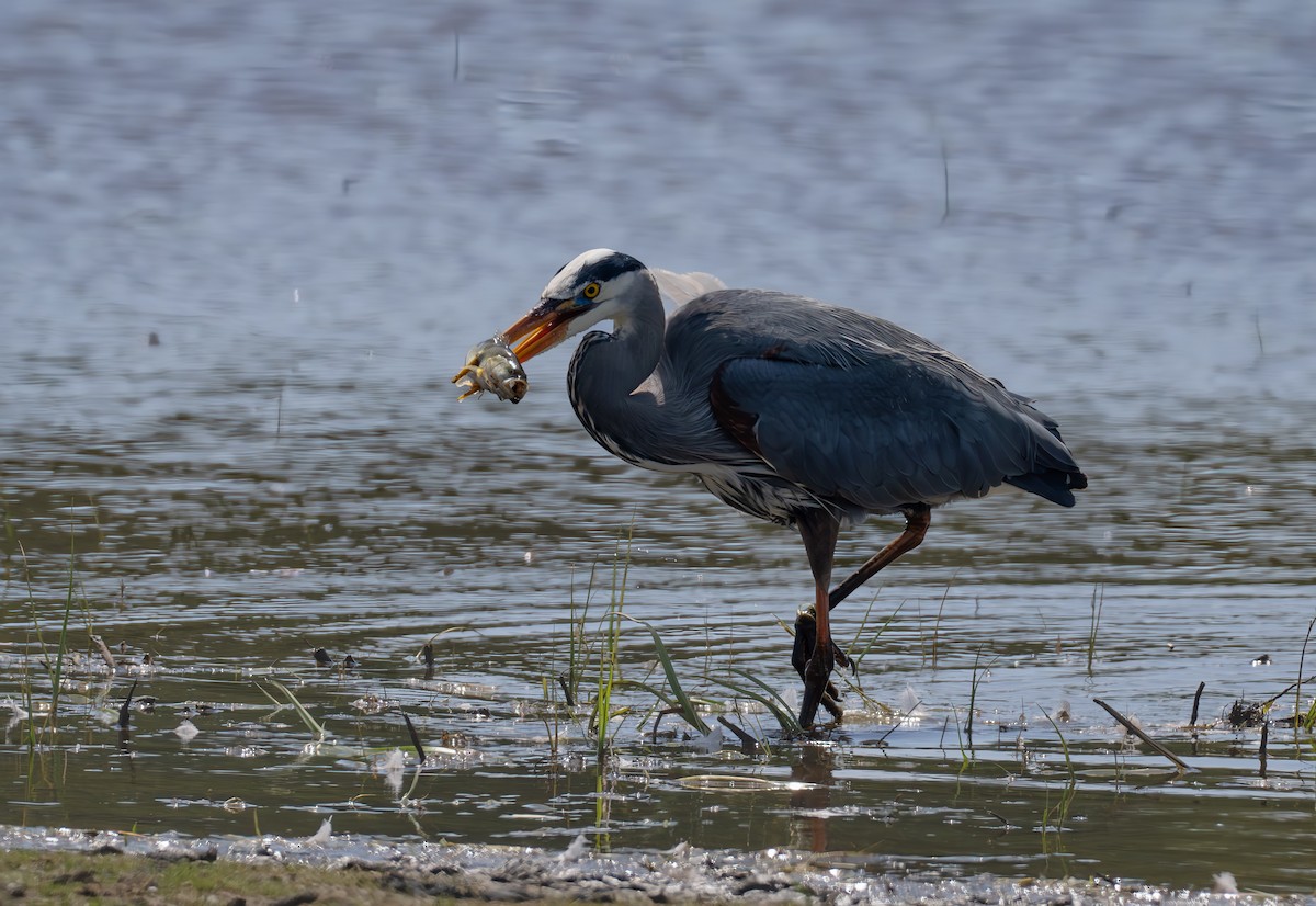 Garza Azulada - ML619872358