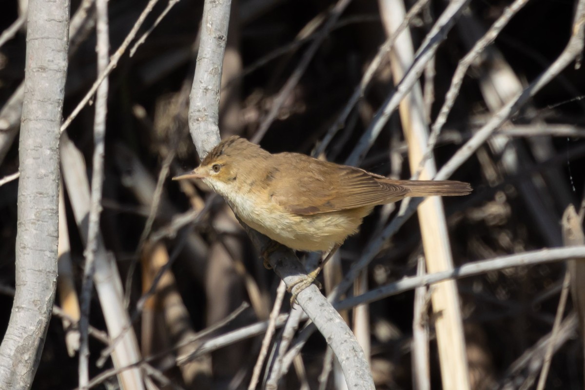 Common Reed Warbler - ML619872359