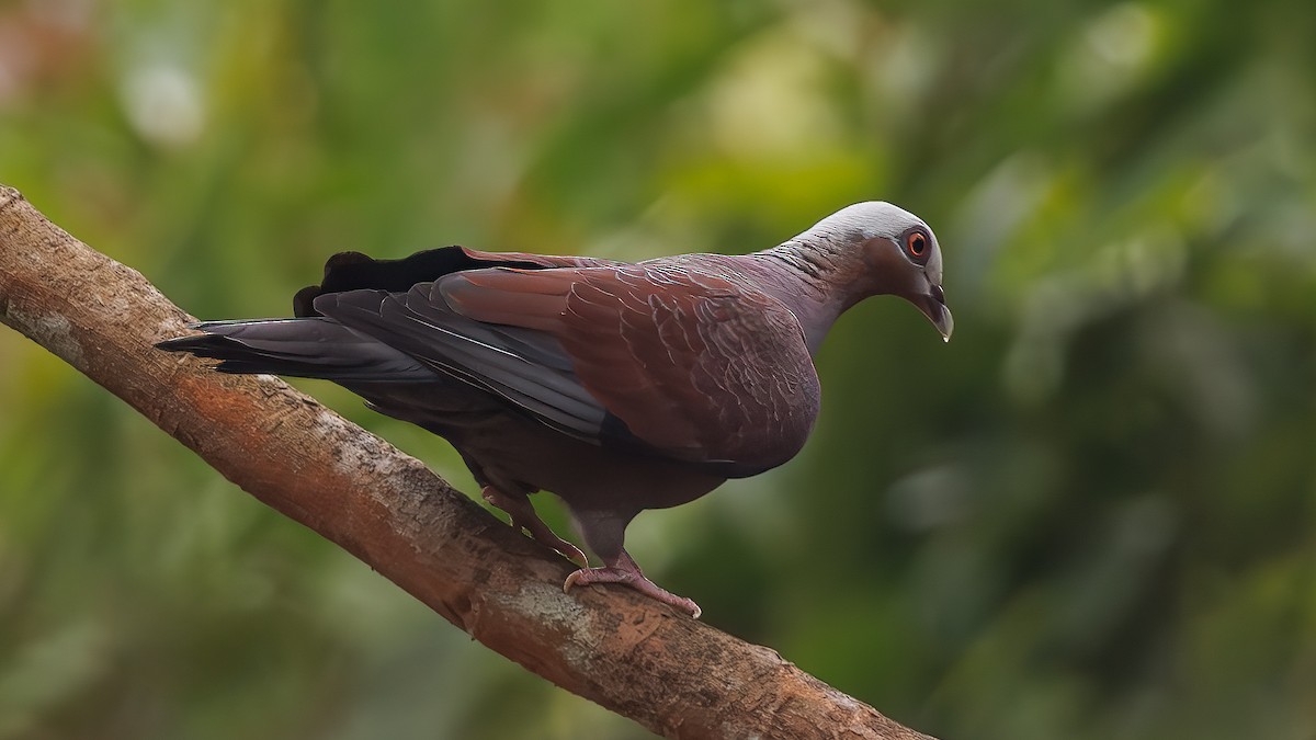 Pale-capped Pigeon - ML619872365