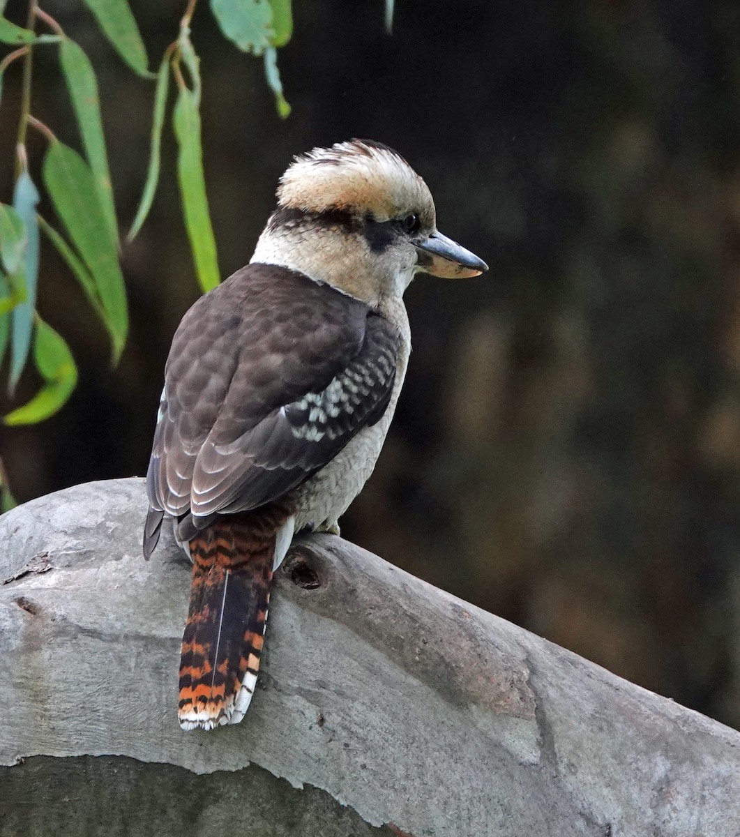 Laughing Kookaburra - ML619872397