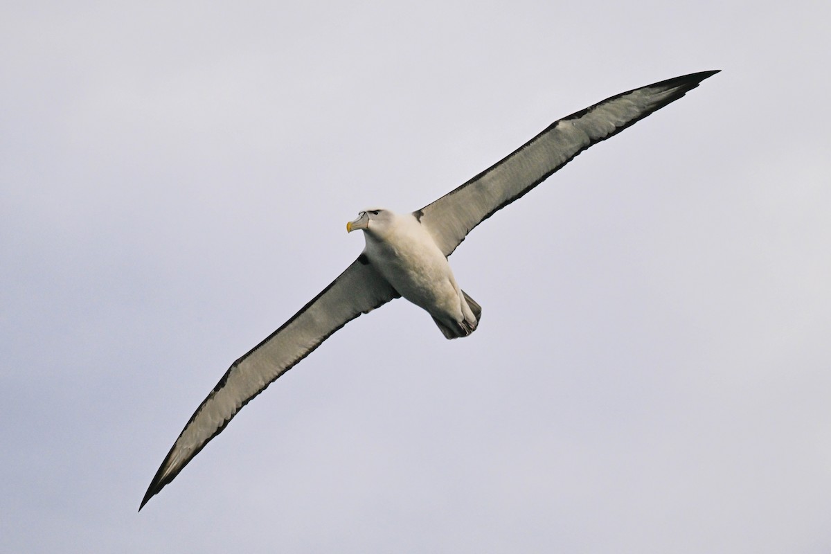 Albatros à cape blanche - ML619872438