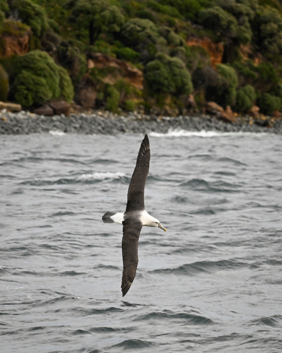 White-capped Albatross - ML619872439