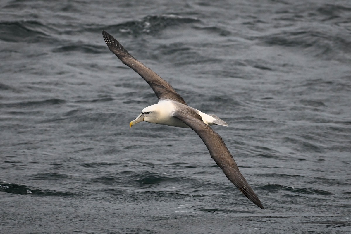 Albatros à cape blanche - ML619872441