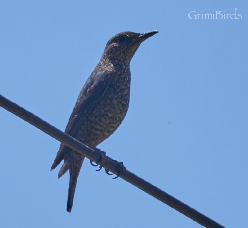 Blue Rock-Thrush - ML619872467