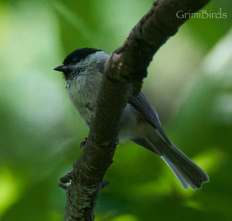 Marsh Tit - ML619872479