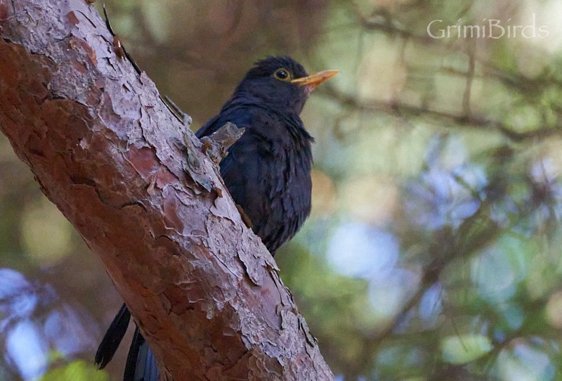 Chinese Blackbird - ML619872483