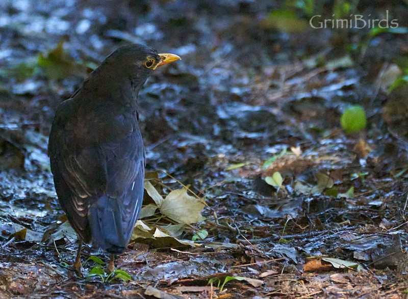 Chinese Blackbird - ML619872485