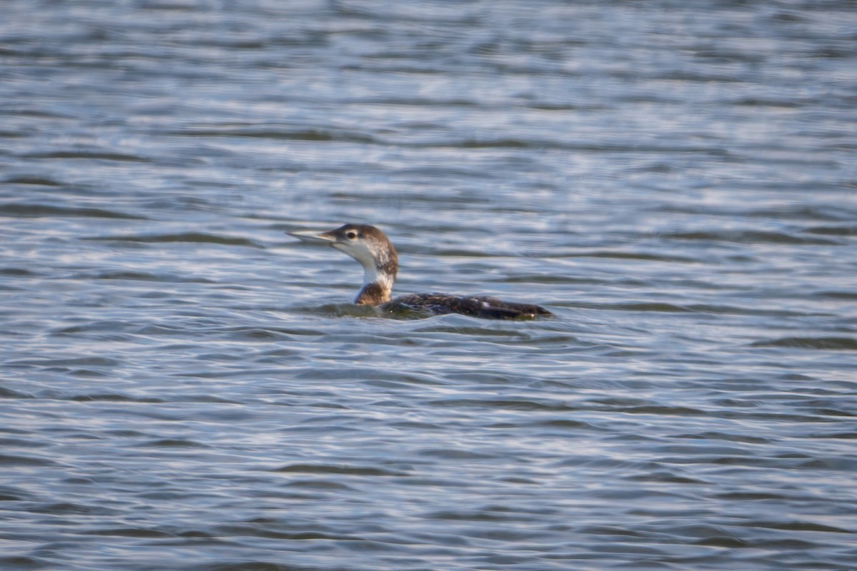 Common Loon - ML619872496