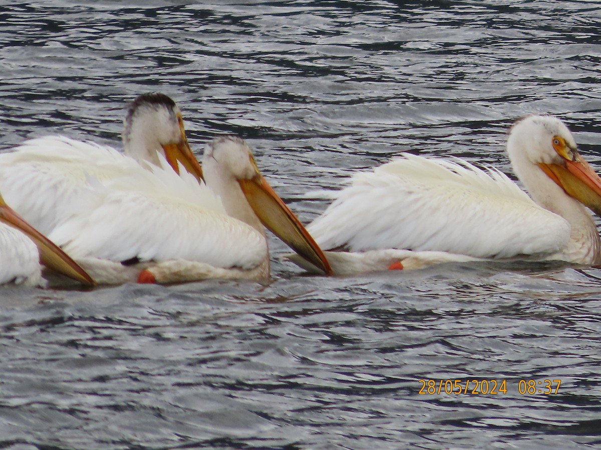 pelikán severoamerický - ML619872517