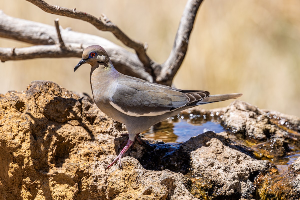 White-winged Dove - ML619872521