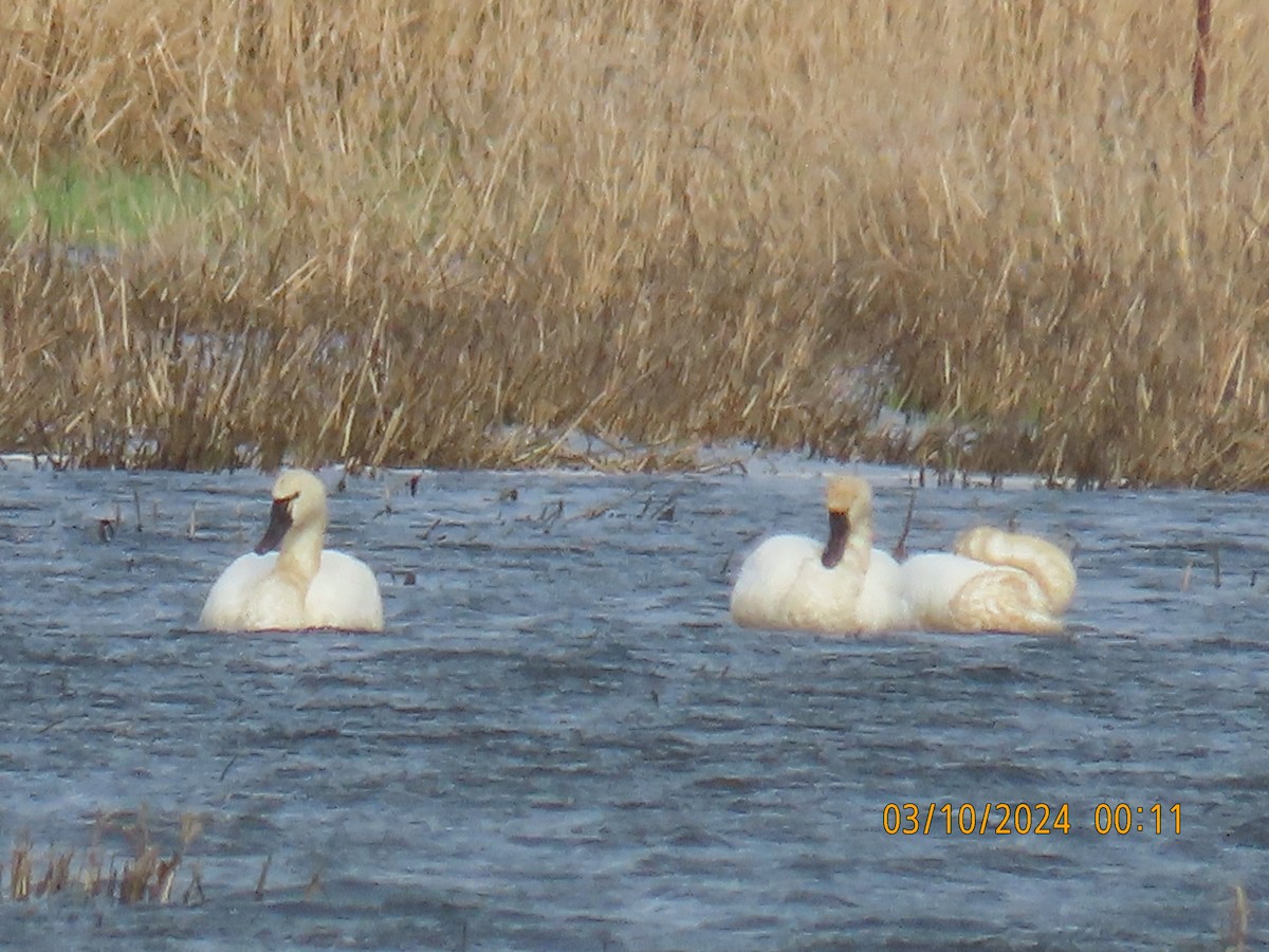 Tundra Swan - Del Warren