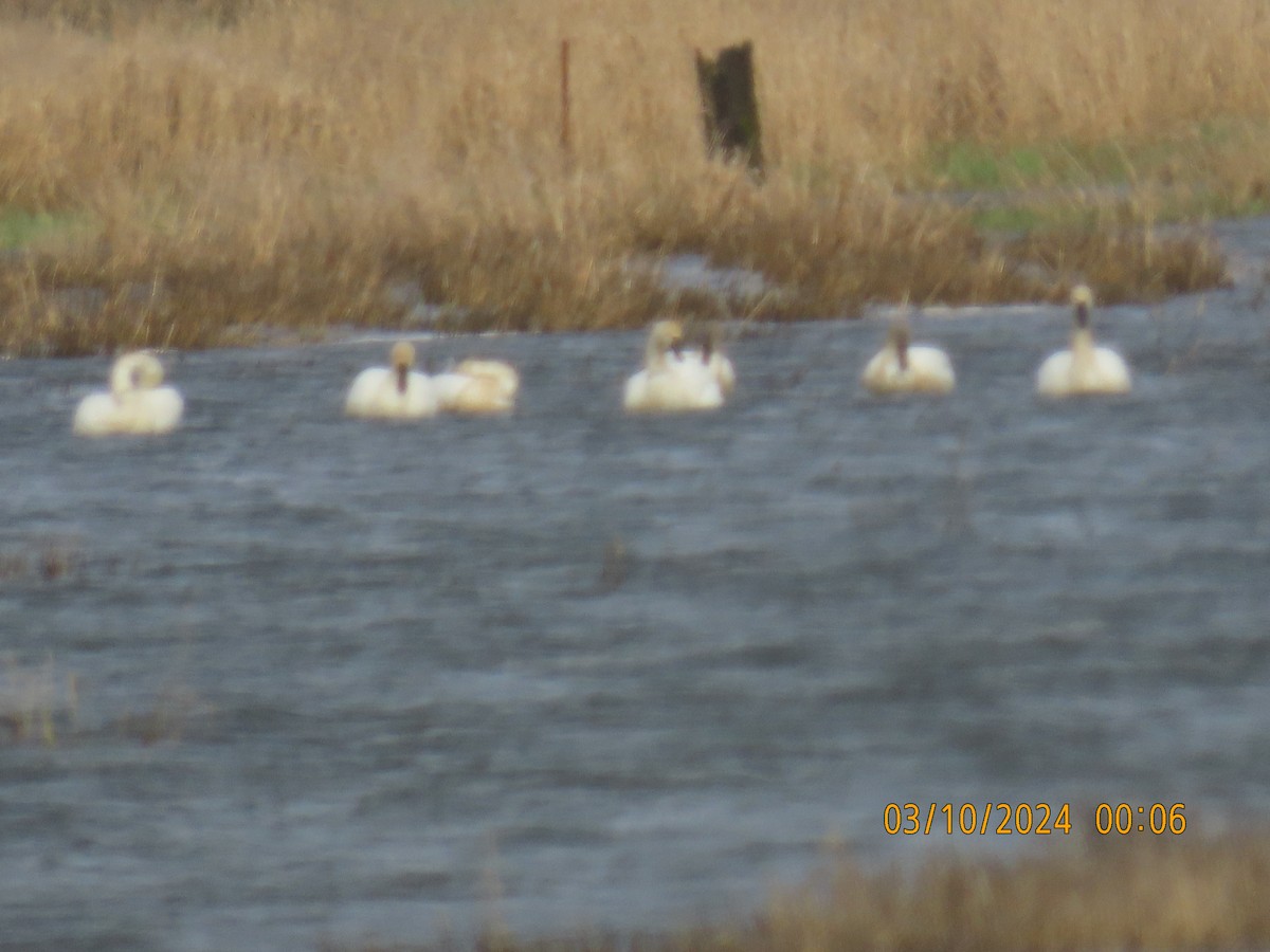 Tundra Swan - ML619872538