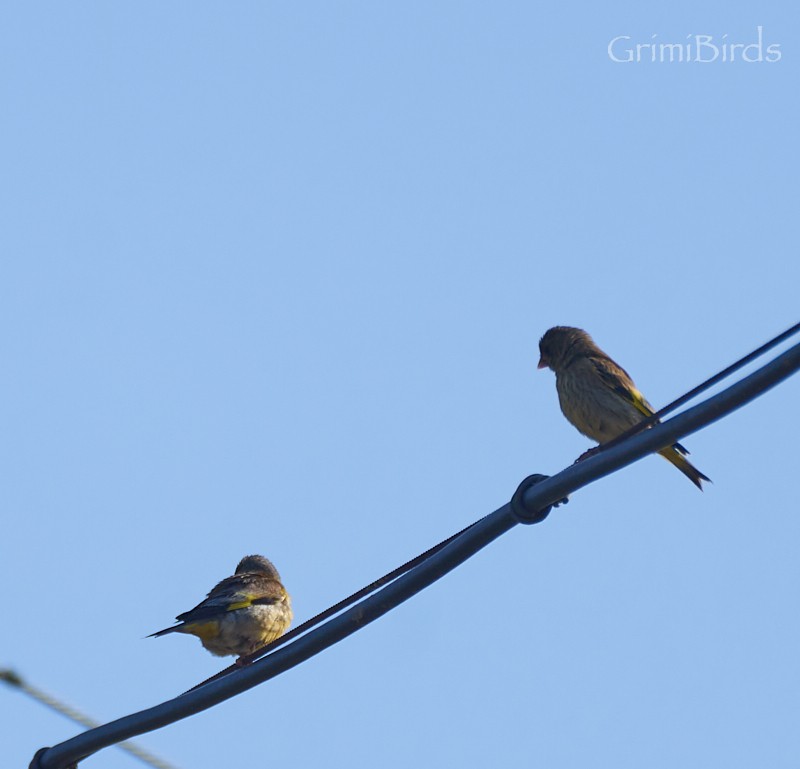 Oriental Greenfinch - ML619872539