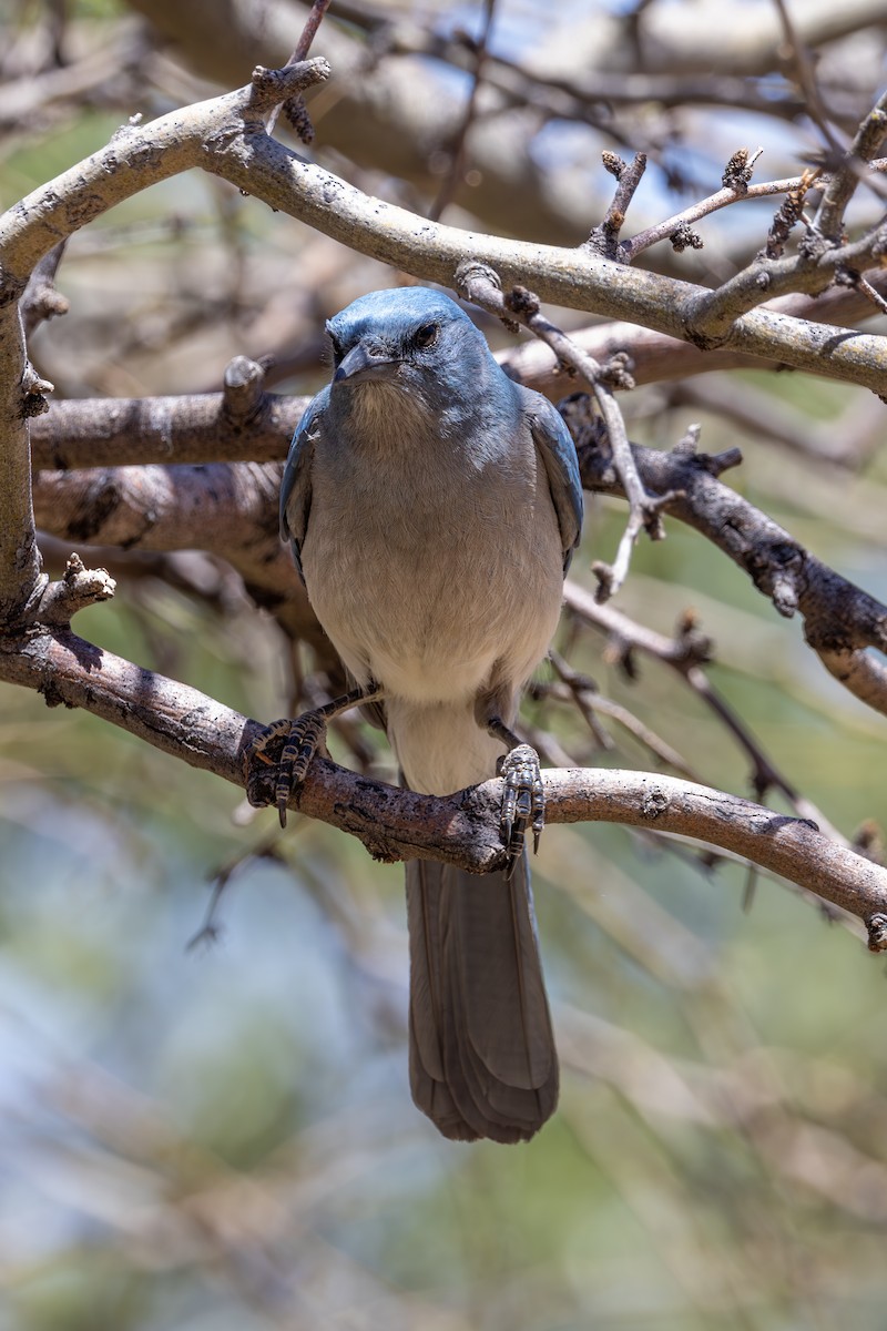 Mexican Jay - ML619872541