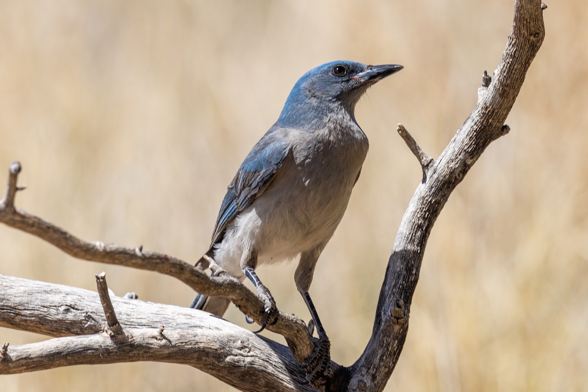 Mexican Jay - ML619872542