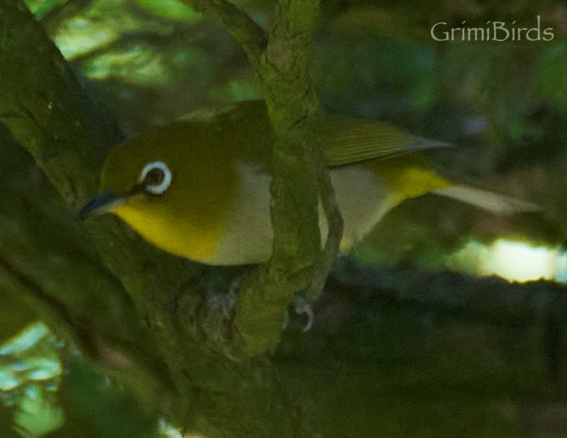 Warbling White-eye - ML619872548