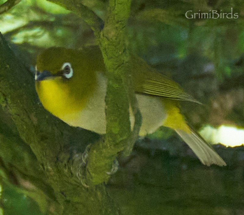 Warbling White-eye - ML619872549