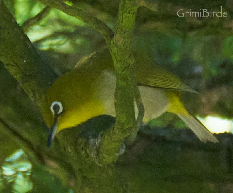 Warbling White-eye - ML619872550