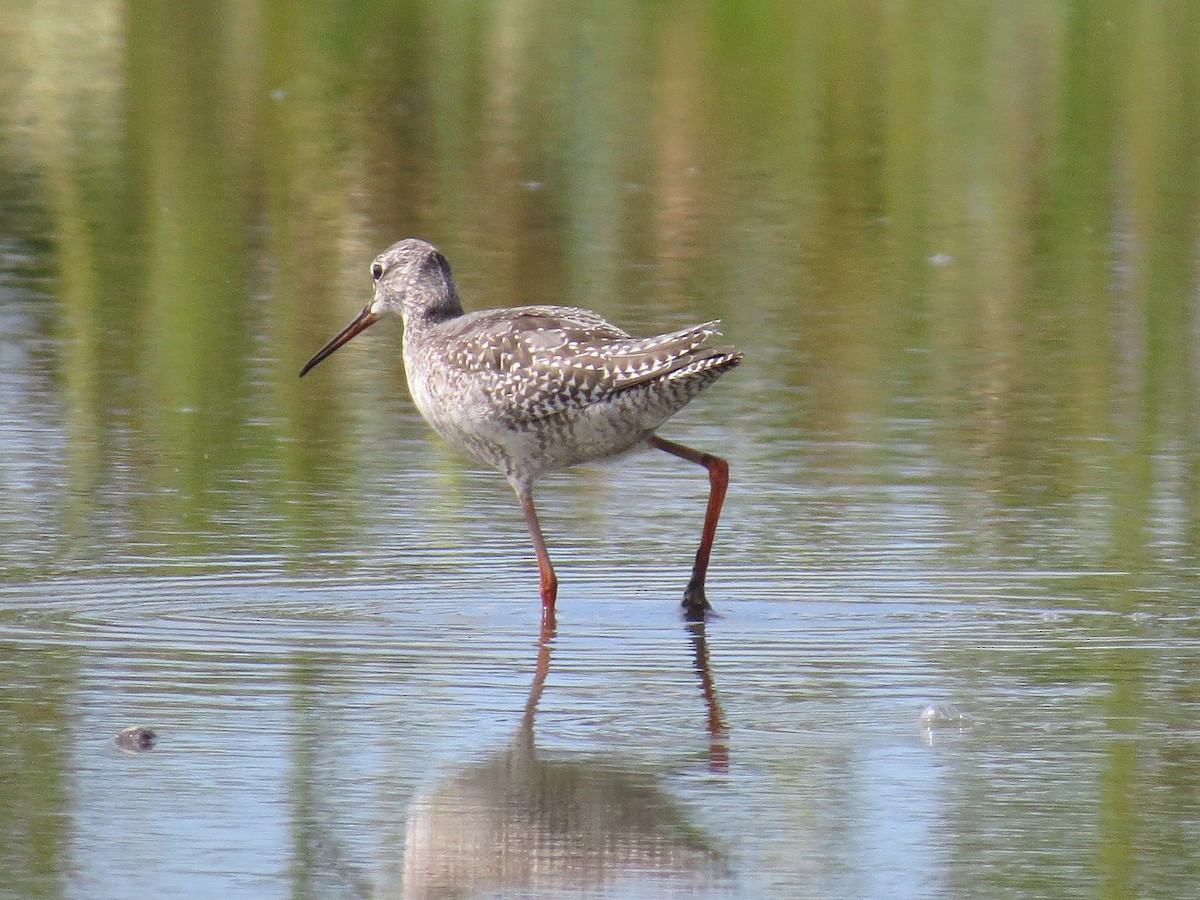 Spotted Redshank - ML619872563