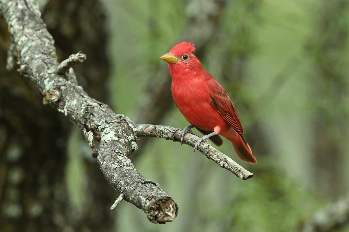 Piranga Roja - ML619872564