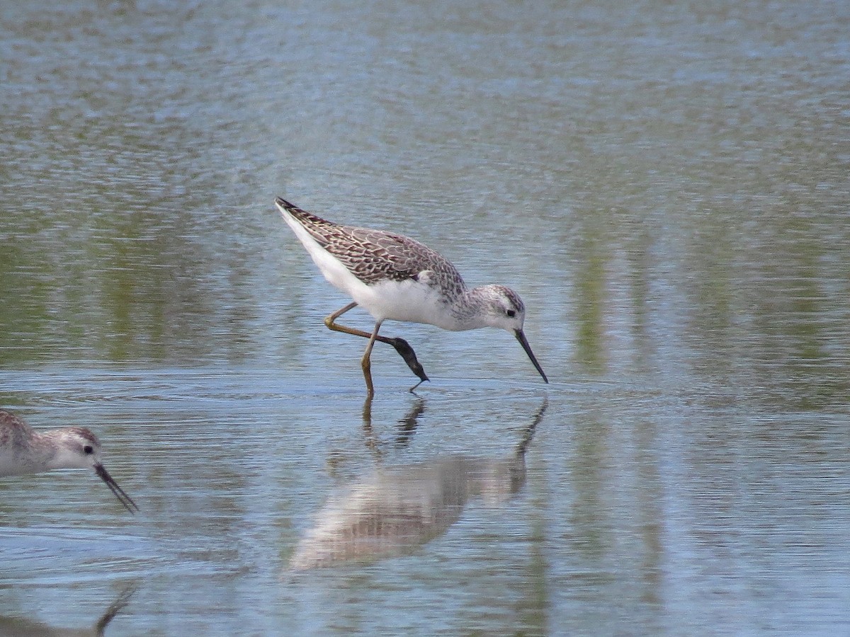 Teichwasserläufer - ML619872570