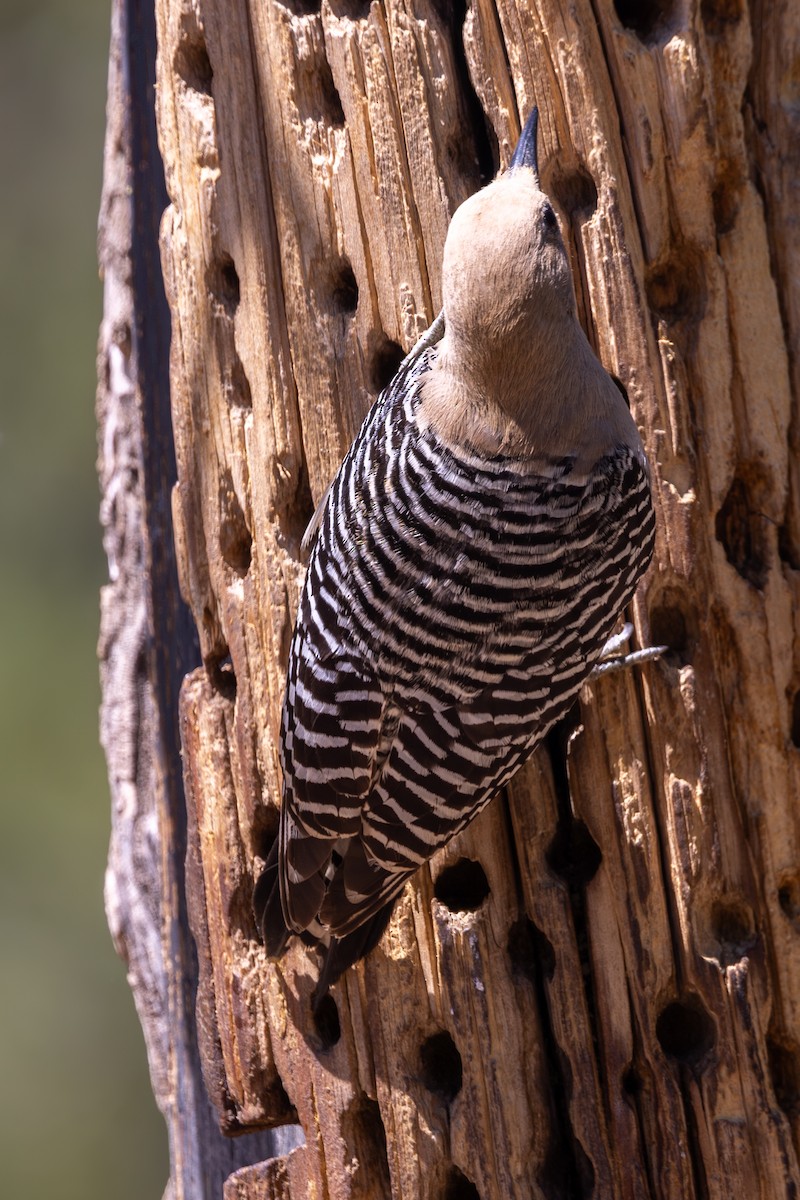 Gila Woodpecker - ML619872610