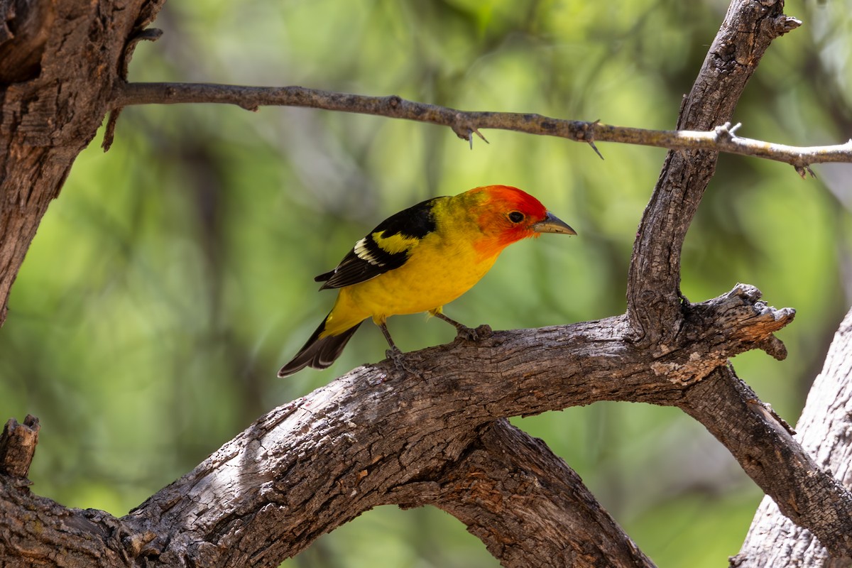 Western Tanager - ML619872614