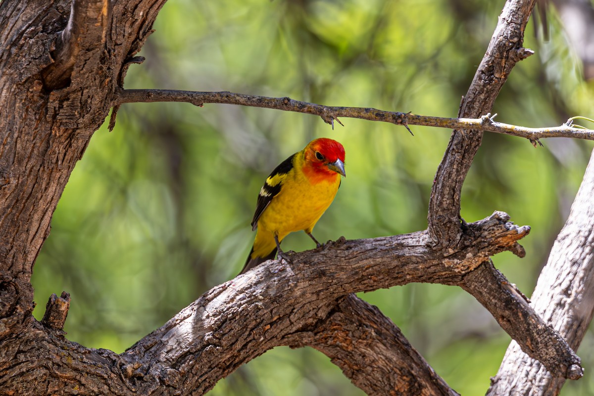 Western Tanager - ML619872615