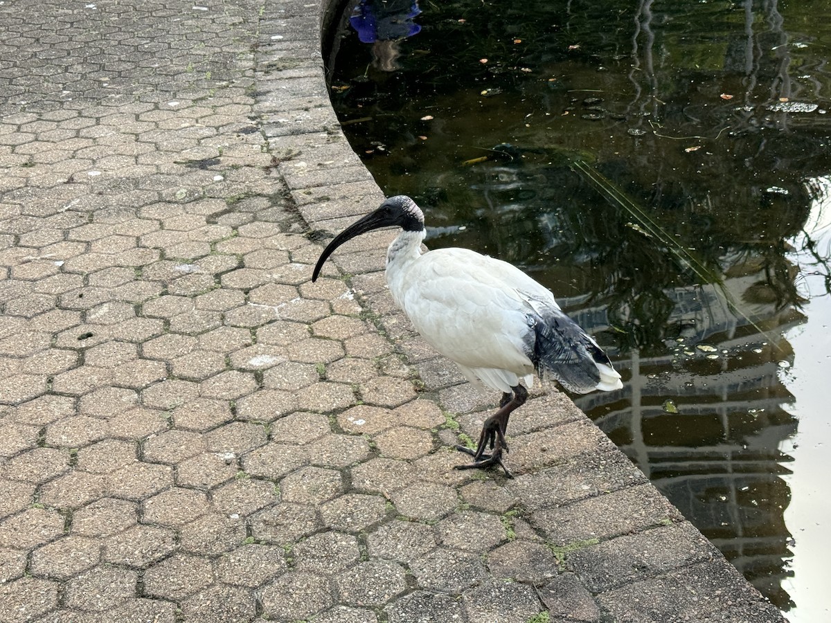 ibis australský - ML619872619