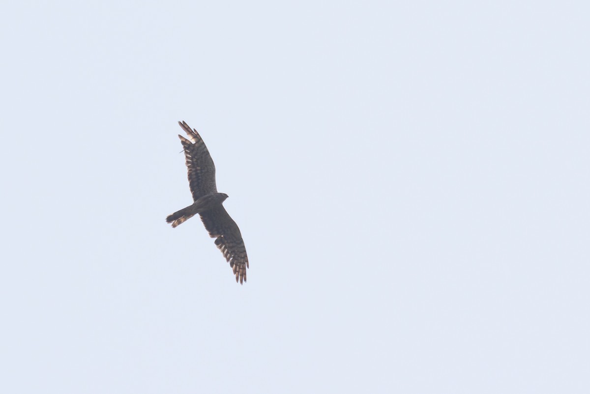 Montagu's Harrier - ML619872636