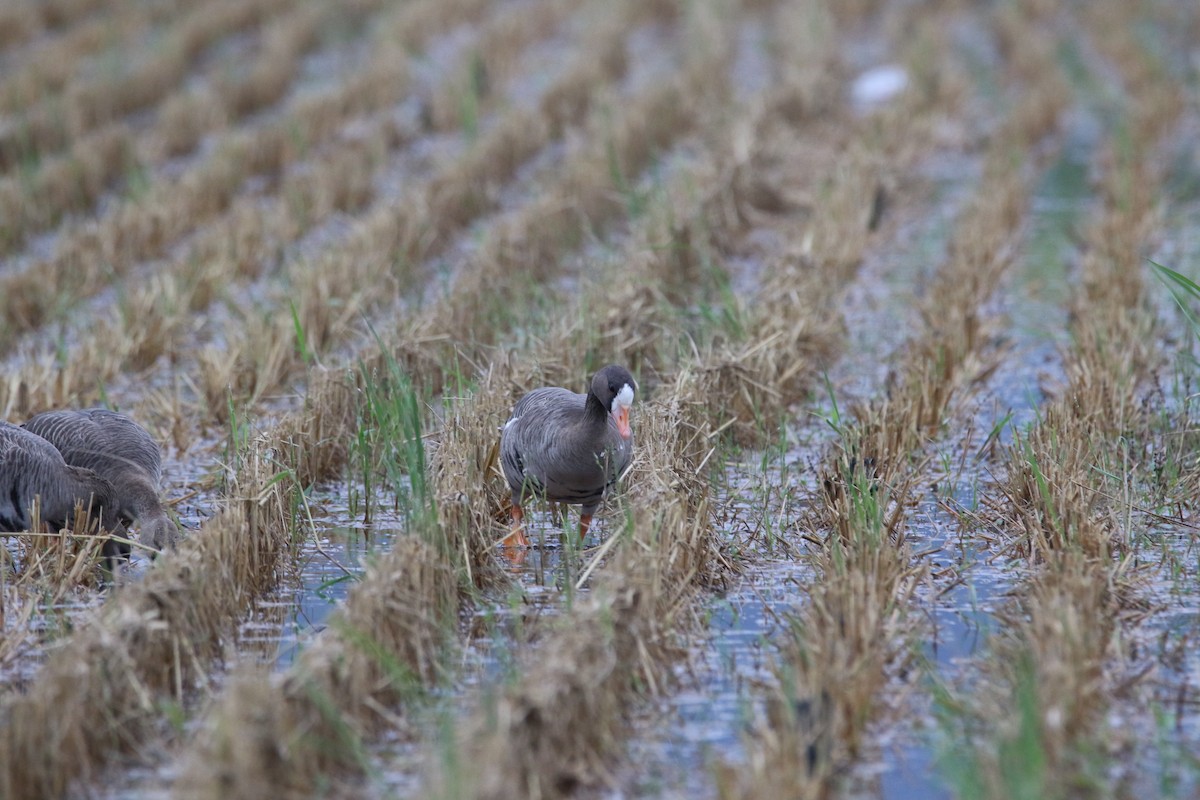 Greater White-fronted Goose - ML619872644