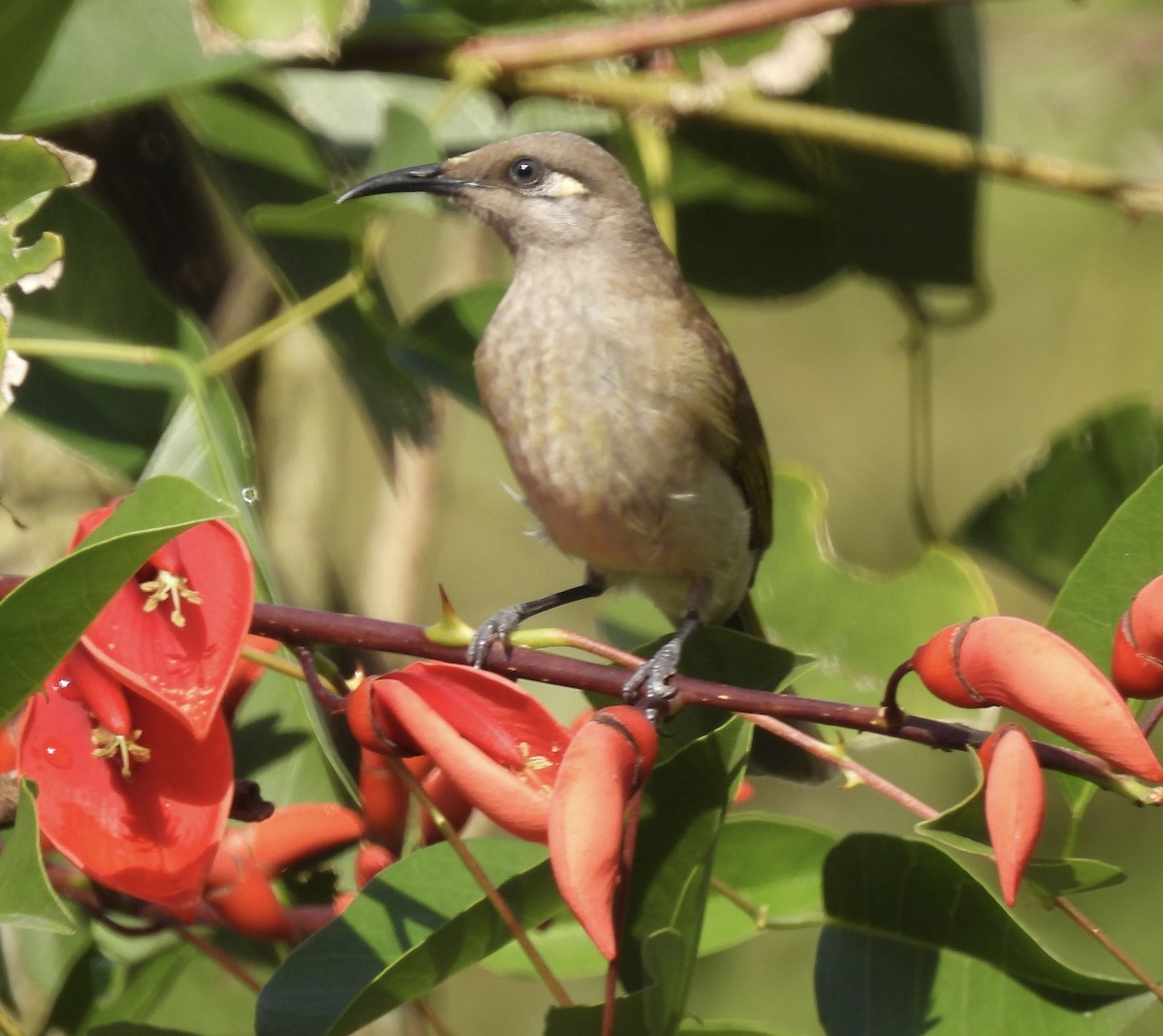 Brown Honeyeater - ML619872648