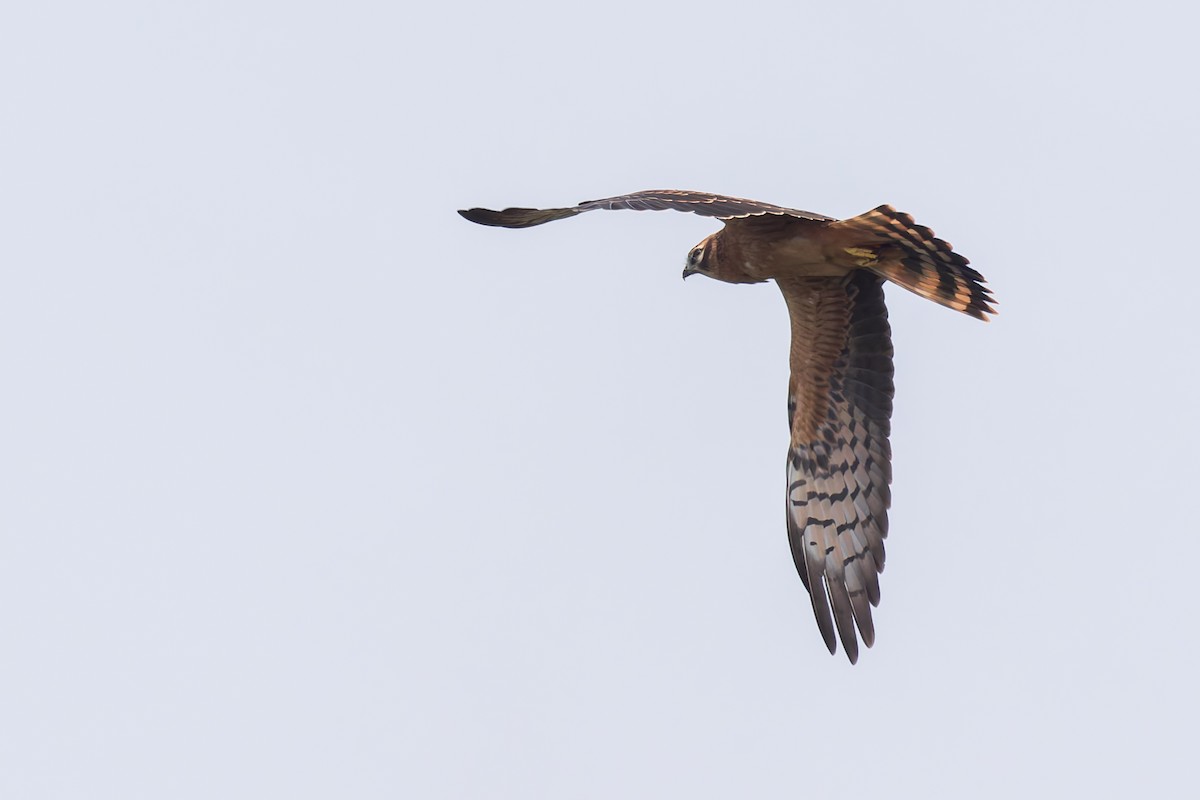 Pallid/Montagu's Harrier - ML619872650