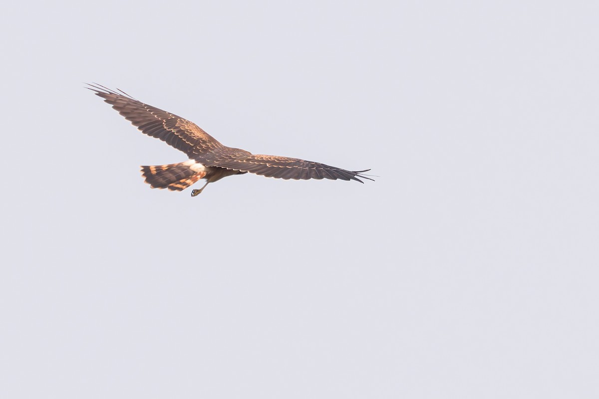 Pallid/Montagu's Harrier - ML619872651