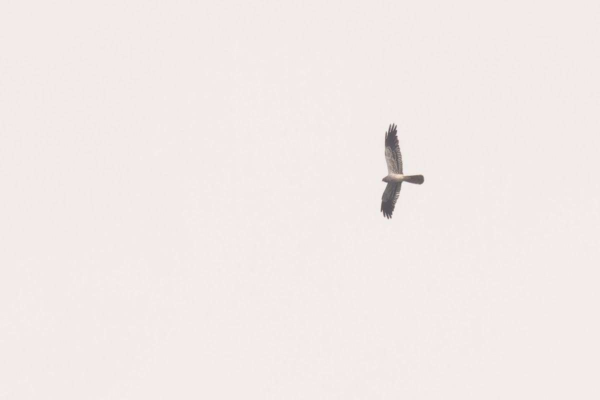 Pallid/Montagu's Harrier - ML619872658