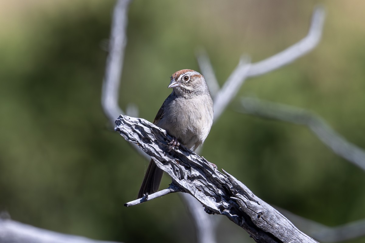 Rufous-crowned Sparrow - ML619872682