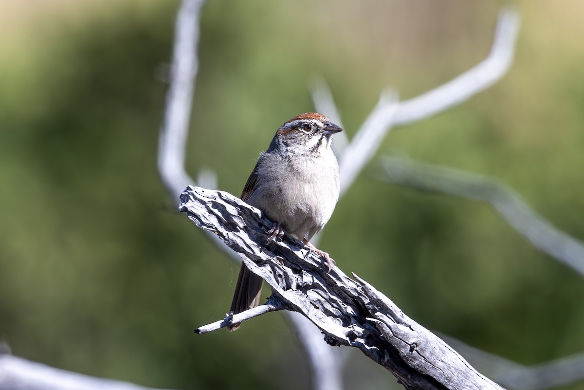 Rufous-crowned Sparrow - ML619872683