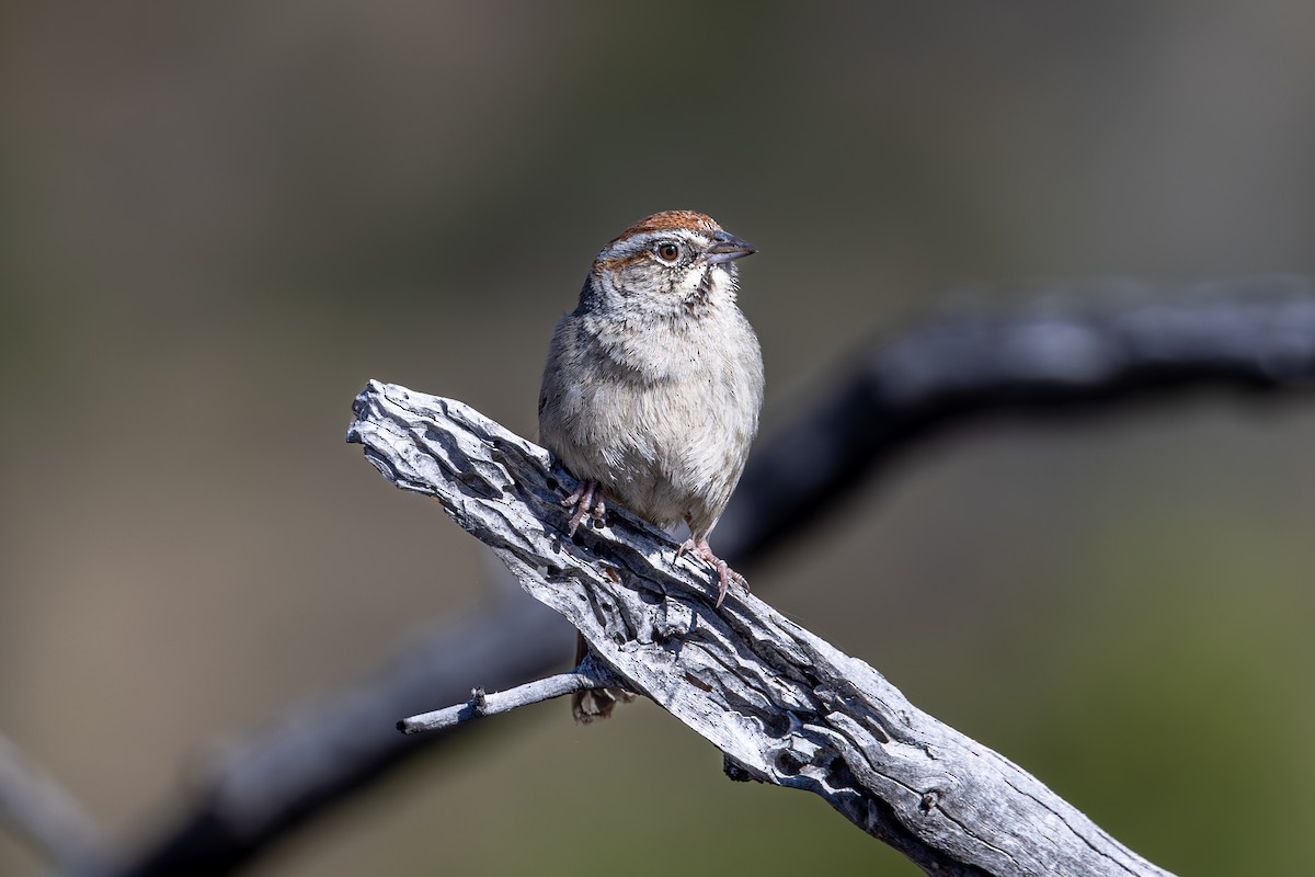 Rufous-crowned Sparrow - ML619872687