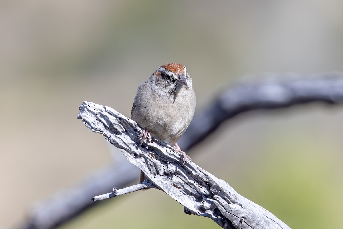 Rufous-crowned Sparrow - ML619872688