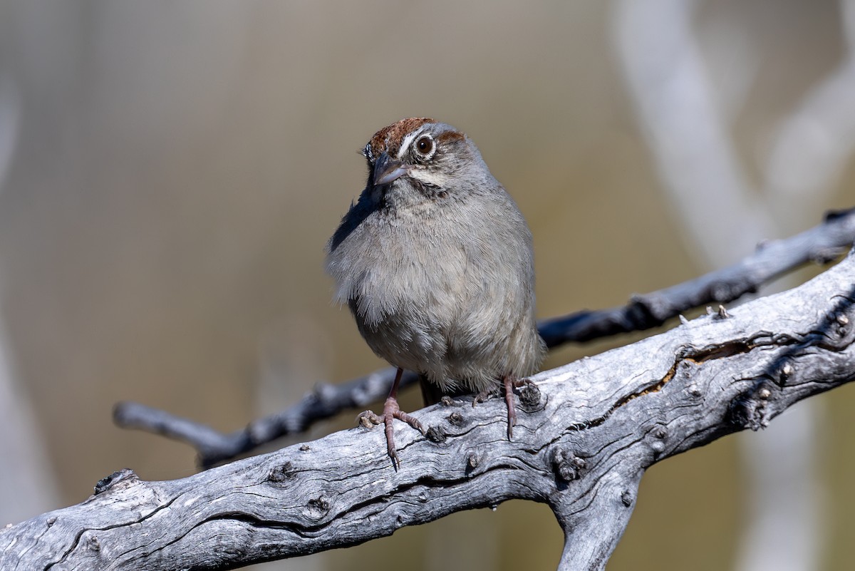 Rufous-crowned Sparrow - ML619872689