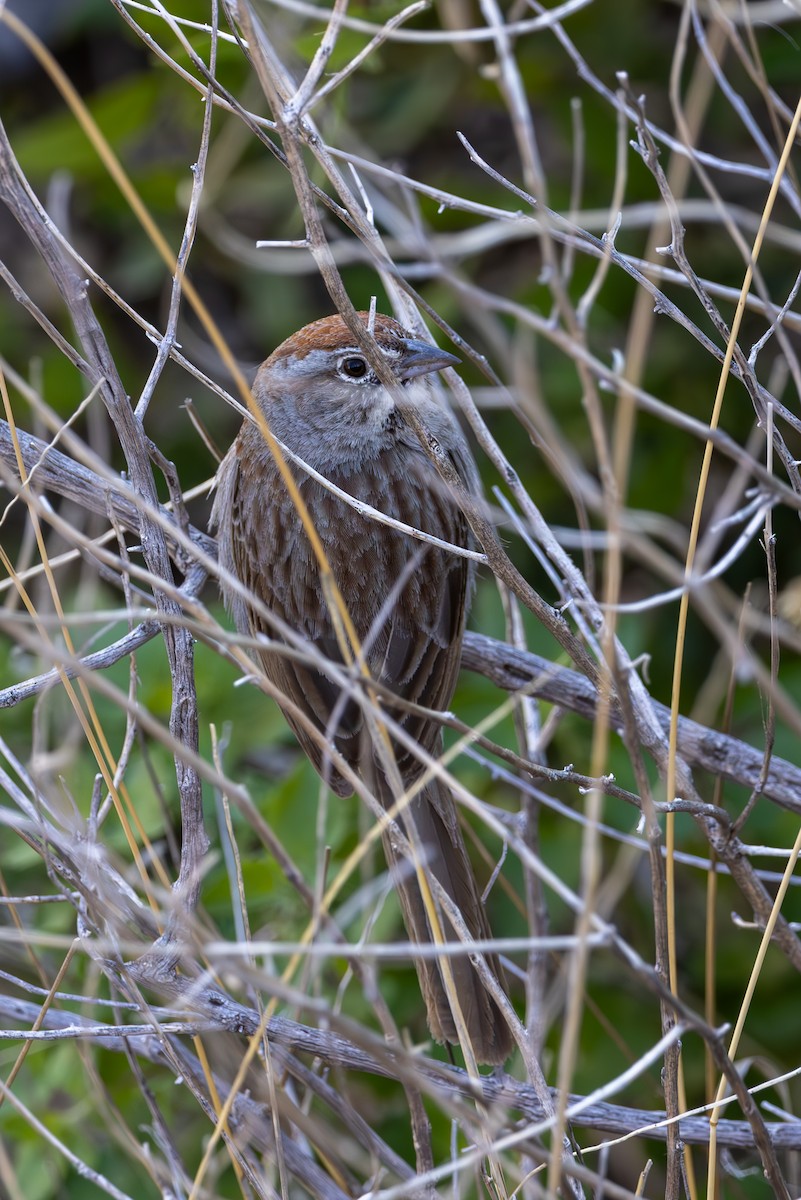Rufous-crowned Sparrow - ML619872690