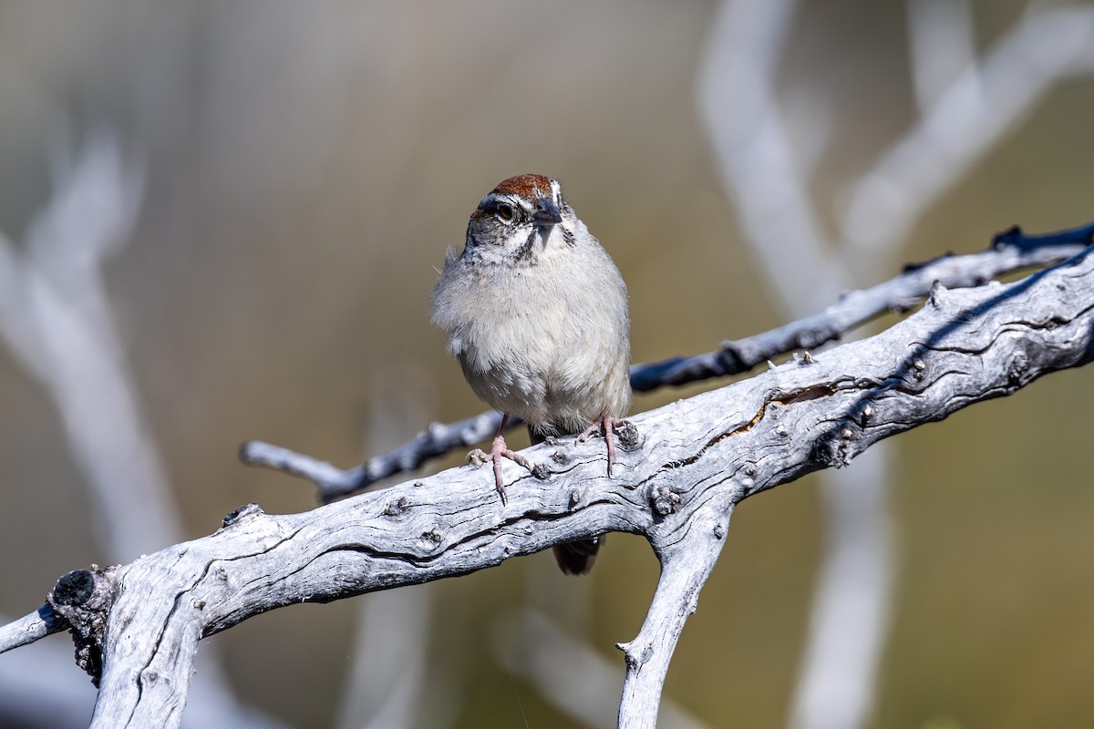 Rufous-crowned Sparrow - ML619872691