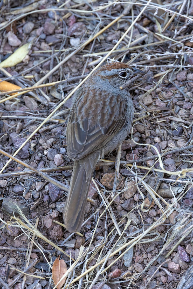 Rufous-crowned Sparrow - ML619872692