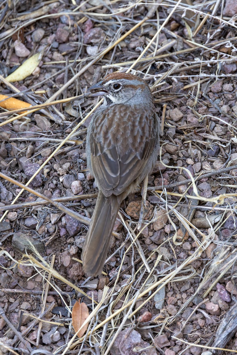 Rufous-crowned Sparrow - ML619872693