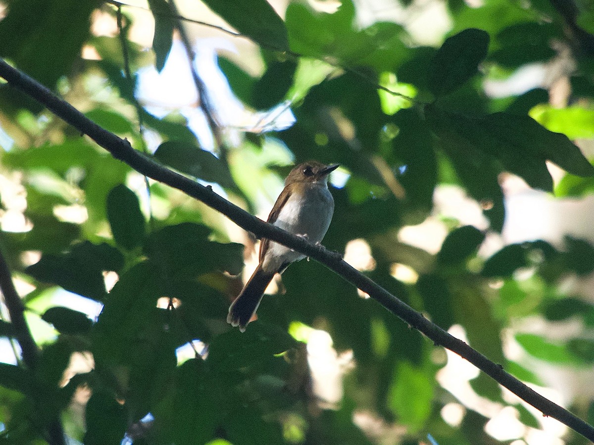 Gray-chested Jungle Flycatcher - ML619872700